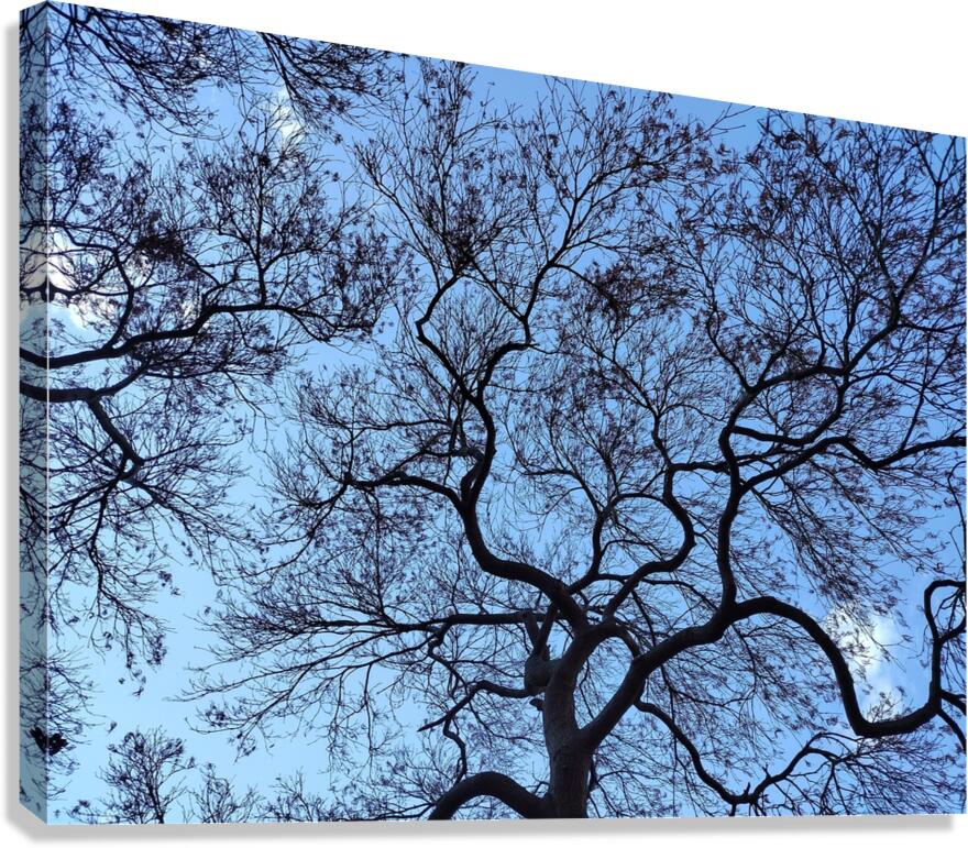 V1572 Canvas Print
