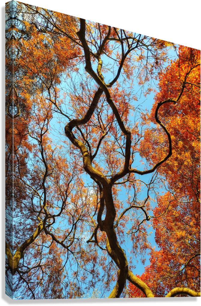 V1573 Canvas Print