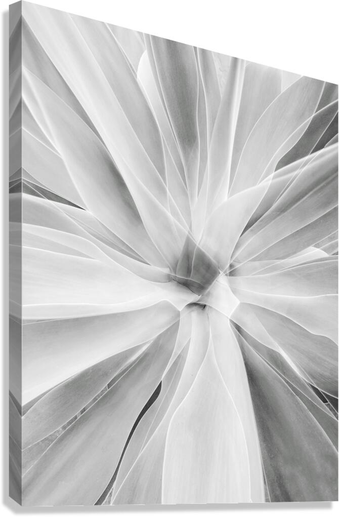 V1574 Canvas Print