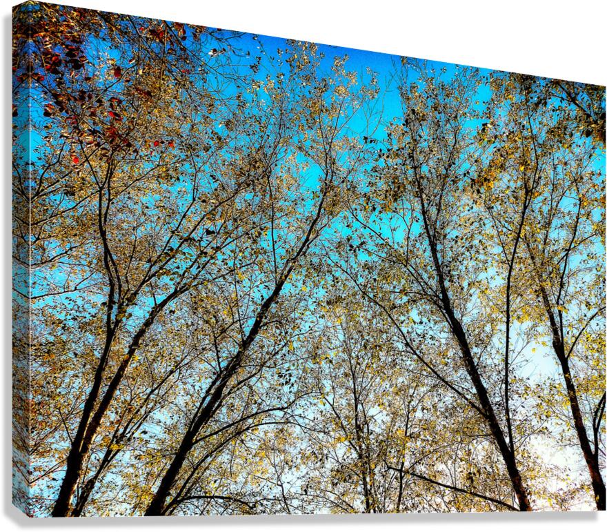 V1579 Canvas Print