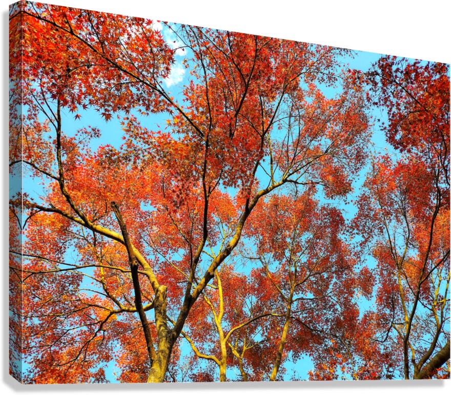 V1580 Canvas Print