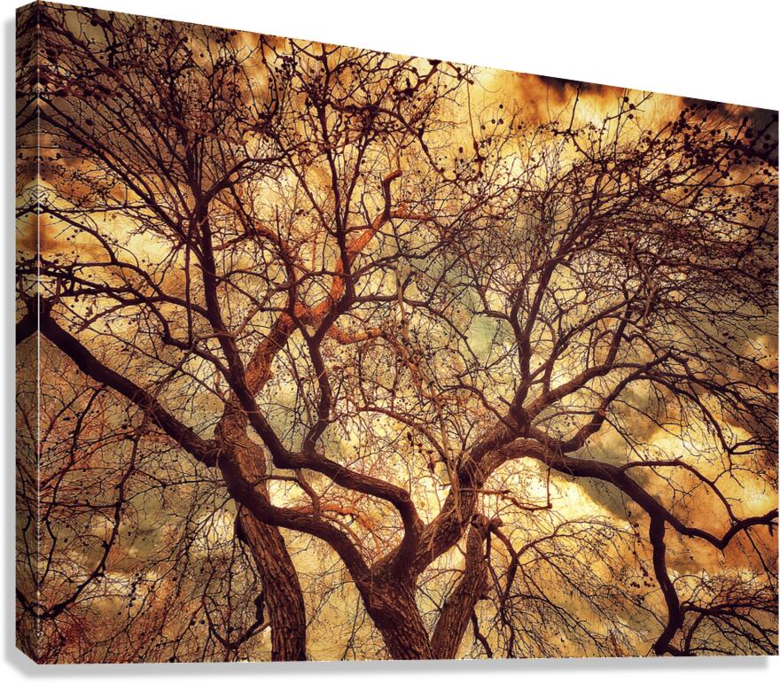 V1597 Canvas Print