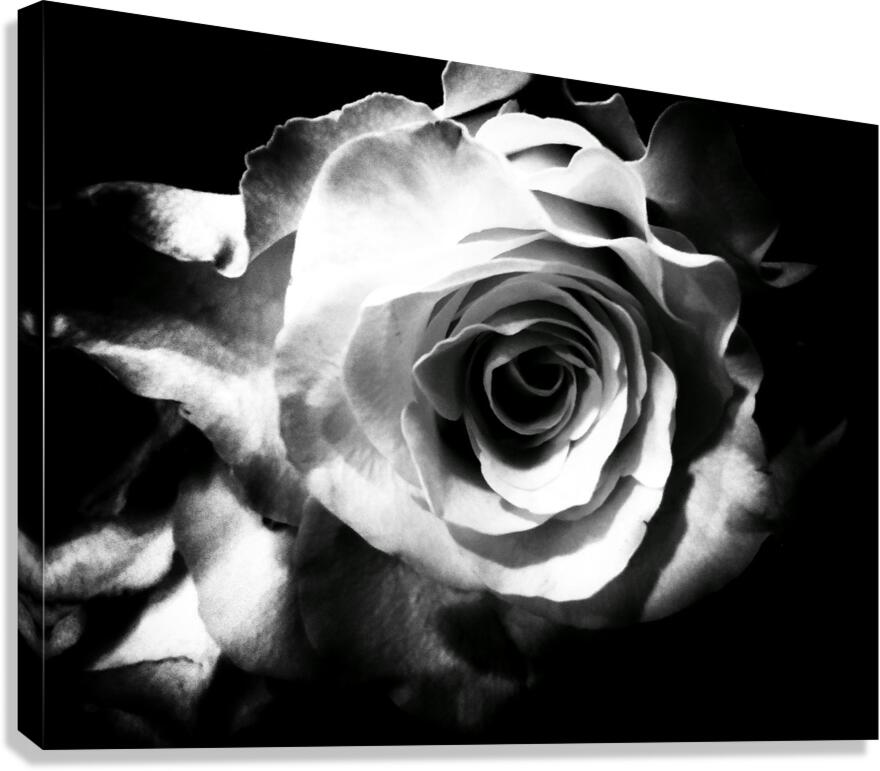 V1621 Canvas Print