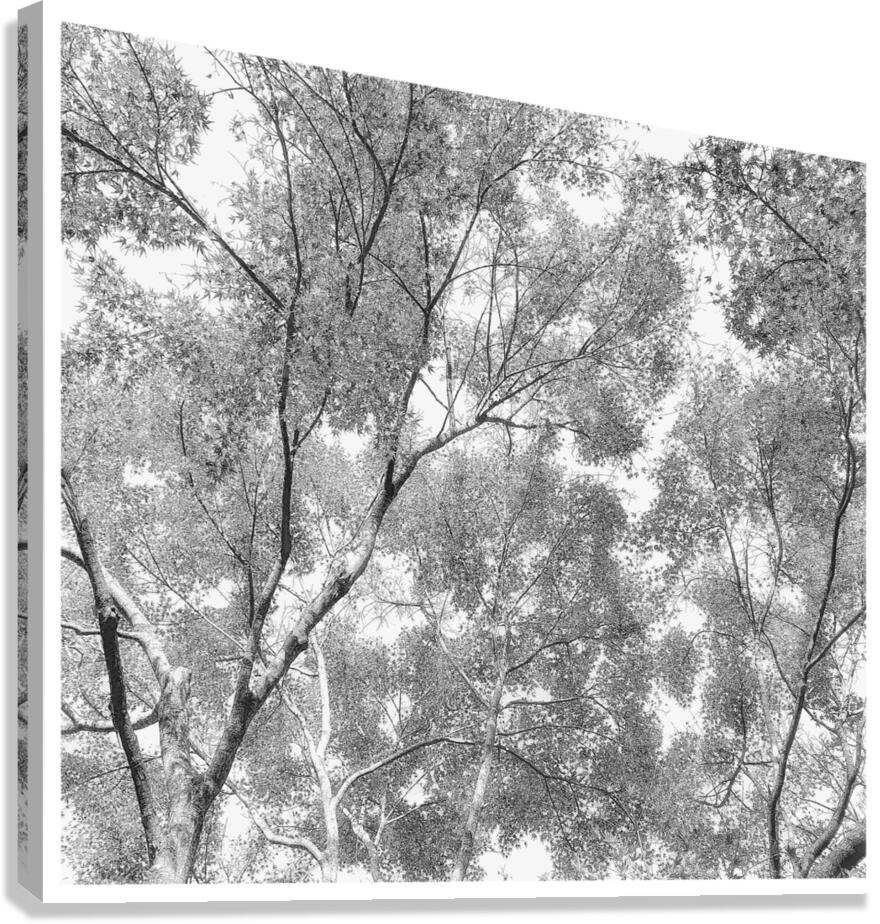 V1624 Canvas Print