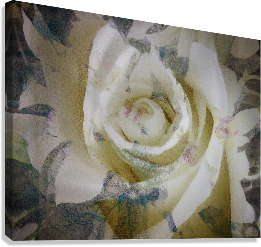 V1626 Canvas Print