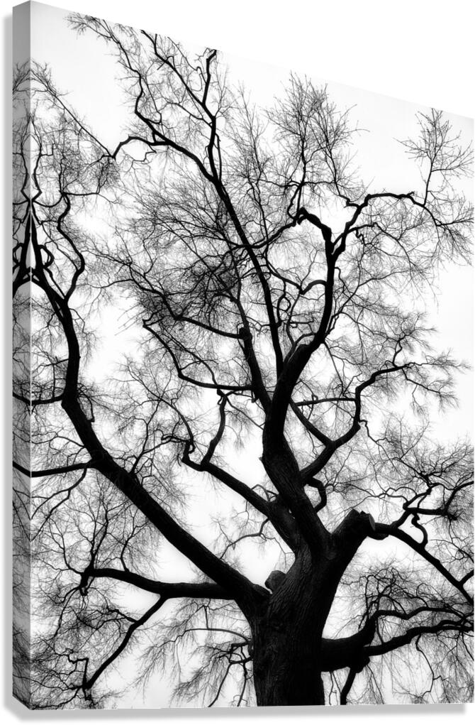 V1628 Canvas Print