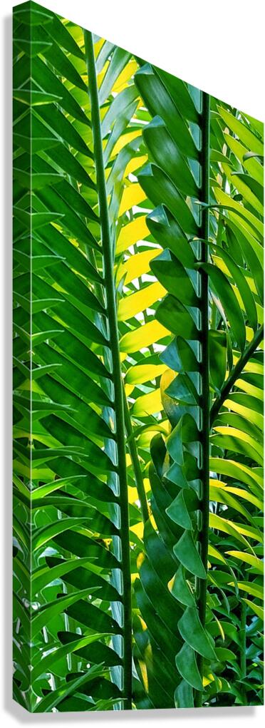 V1653 Canvas Print