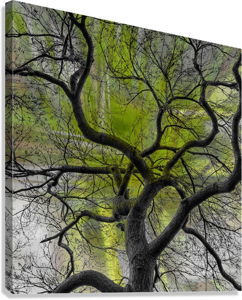 V1661 Canvas Print