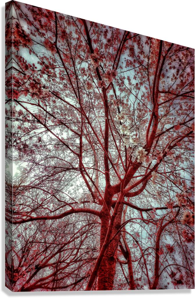 V1668 Canvas Print