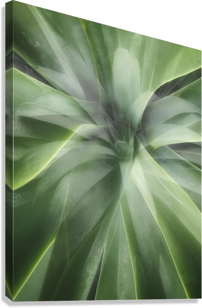 V1669 Canvas Print