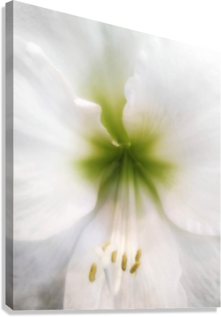 V1670 Canvas Print