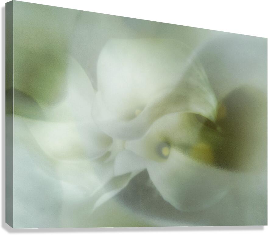 V1682 Canvas Print