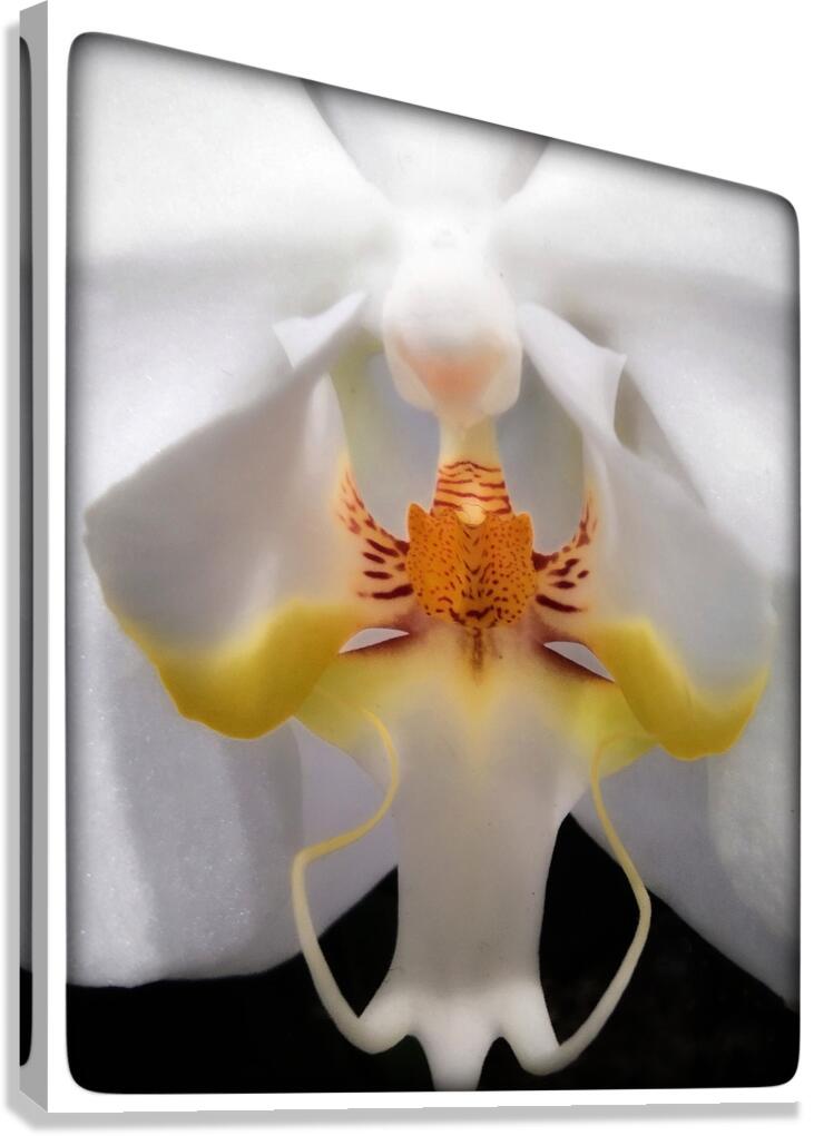 V1684 Canvas Print