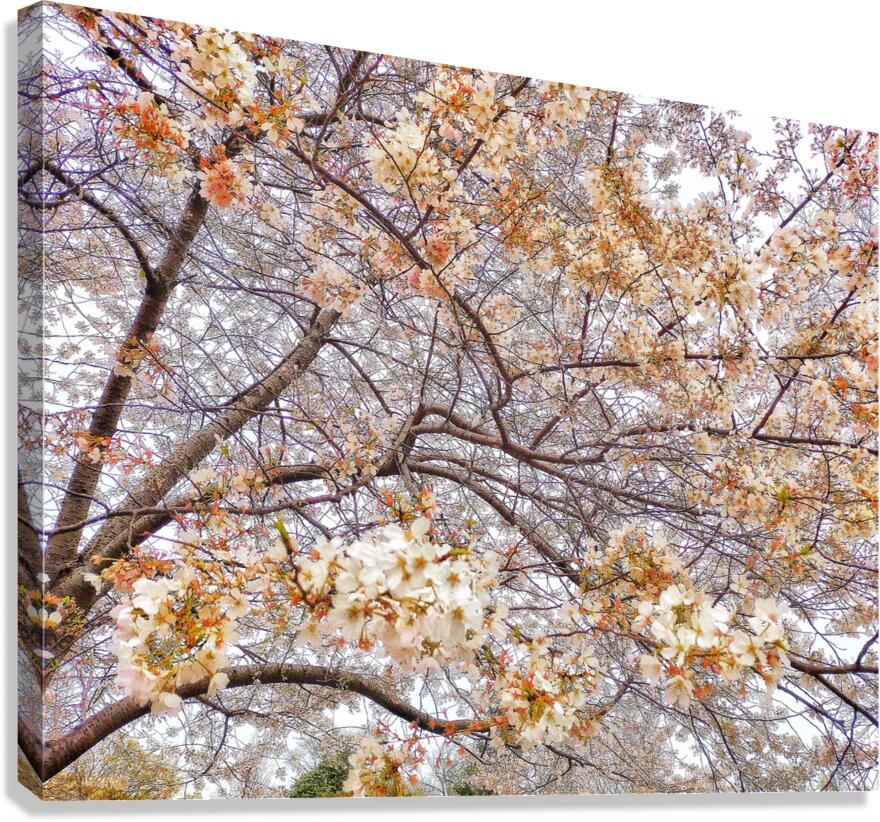 V1685 Canvas Print