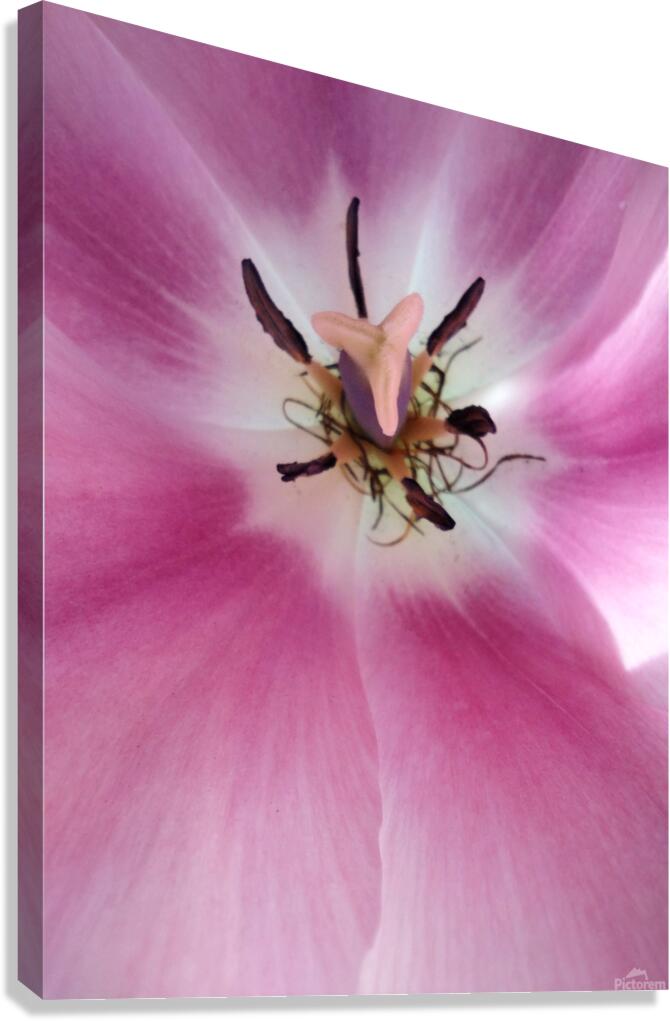 V1689 Canvas Print