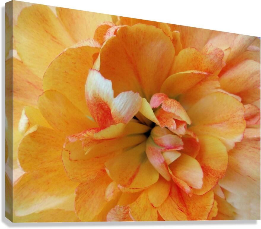V1690 Canvas Print