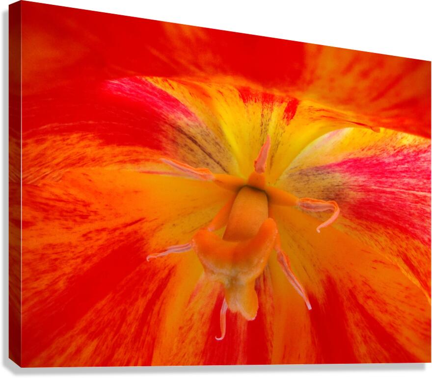 V1693 Canvas Print