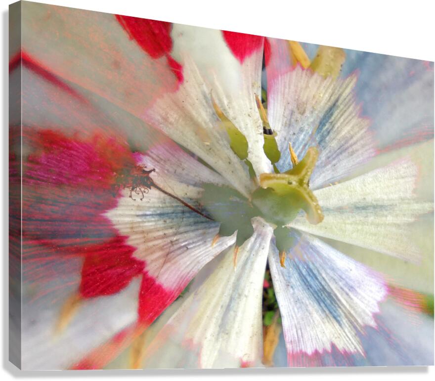 V1705 Canvas Print