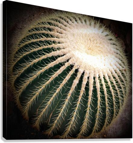 V00 Canvas Print