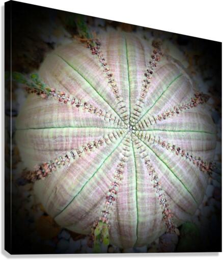 V03 Canvas Print
