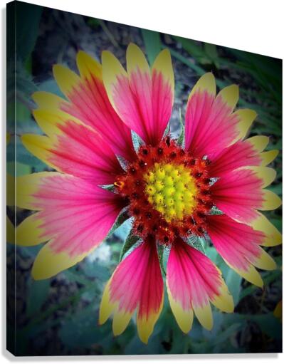 V04 Canvas Print
