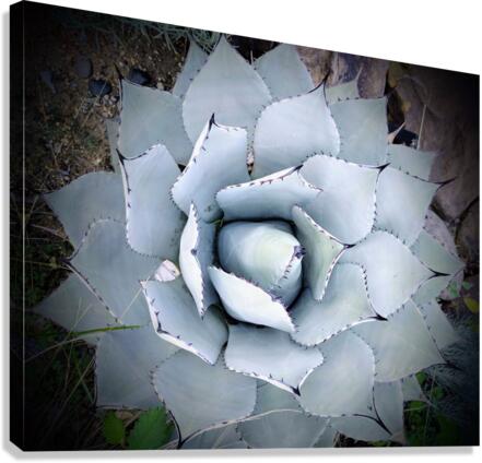 V06 Canvas Print