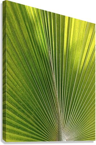 V08 Canvas Print