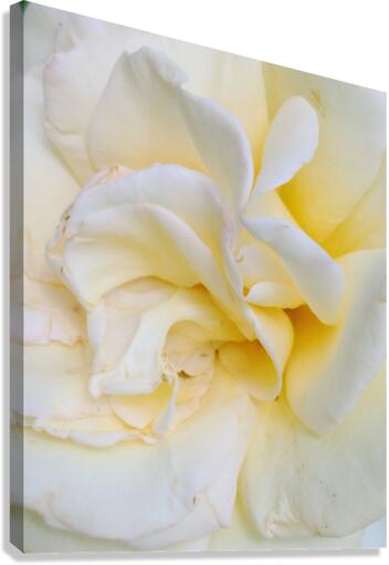 V11 Canvas Print