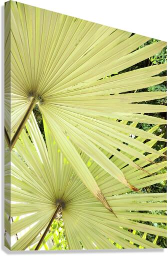 V12 Canvas Print