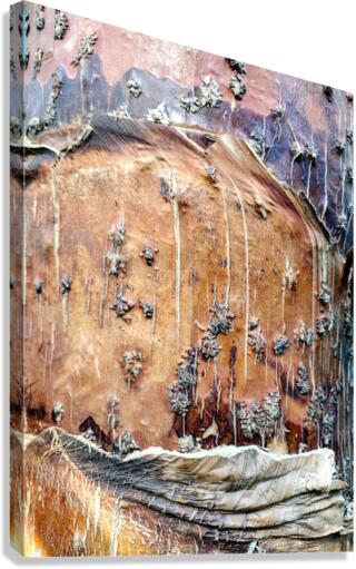 V14 Canvas Print