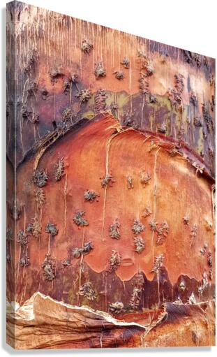 V17 Canvas Print