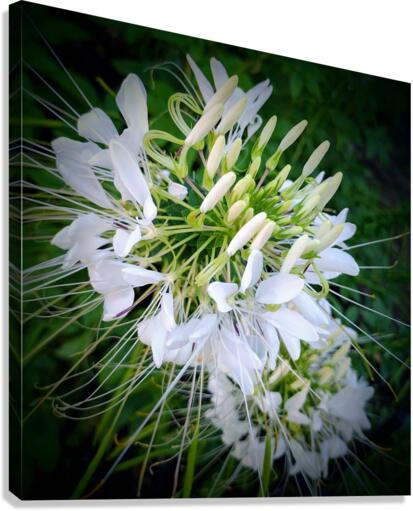 V24 Canvas Print