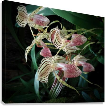 V28 Canvas Print