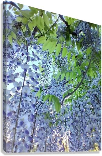 V30 Canvas Print