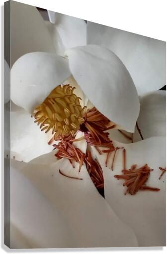 V32 Canvas Print