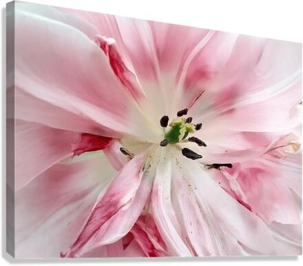 V35 Canvas Print
