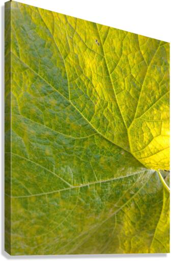 V38 Canvas Print