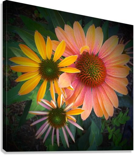 V40 Canvas Print
