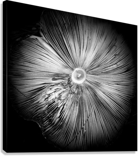 V41 Canvas Print