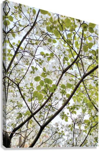 V43 Canvas Print