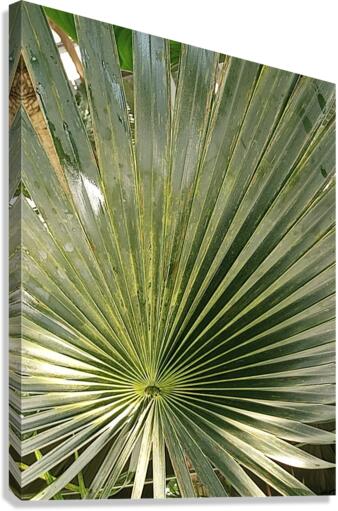 V47 Canvas Print