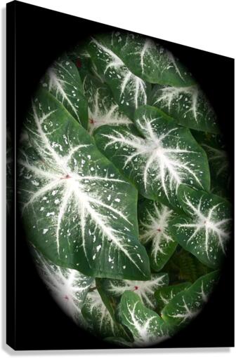 V49 Canvas Print