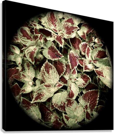 V52 Canvas Print