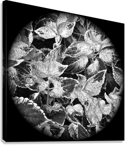 V53 Canvas Print