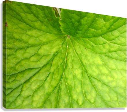 V54 Canvas Print