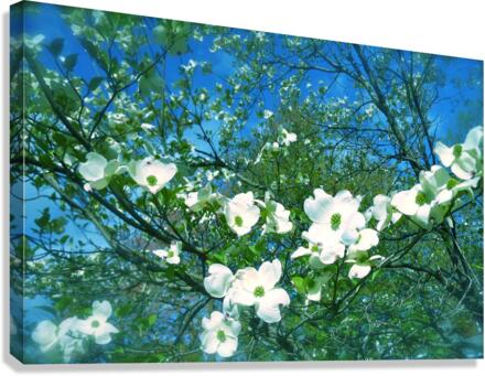 V55 Canvas Print