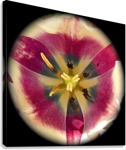 V56 Canvas Print