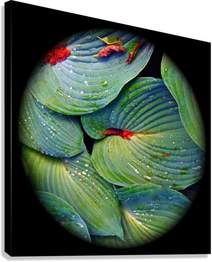 V57 Canvas Print