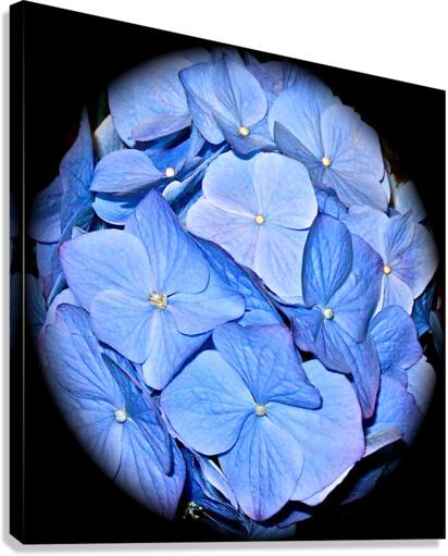 V58 Canvas Print