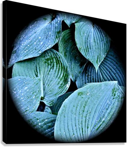 V59 Canvas Print